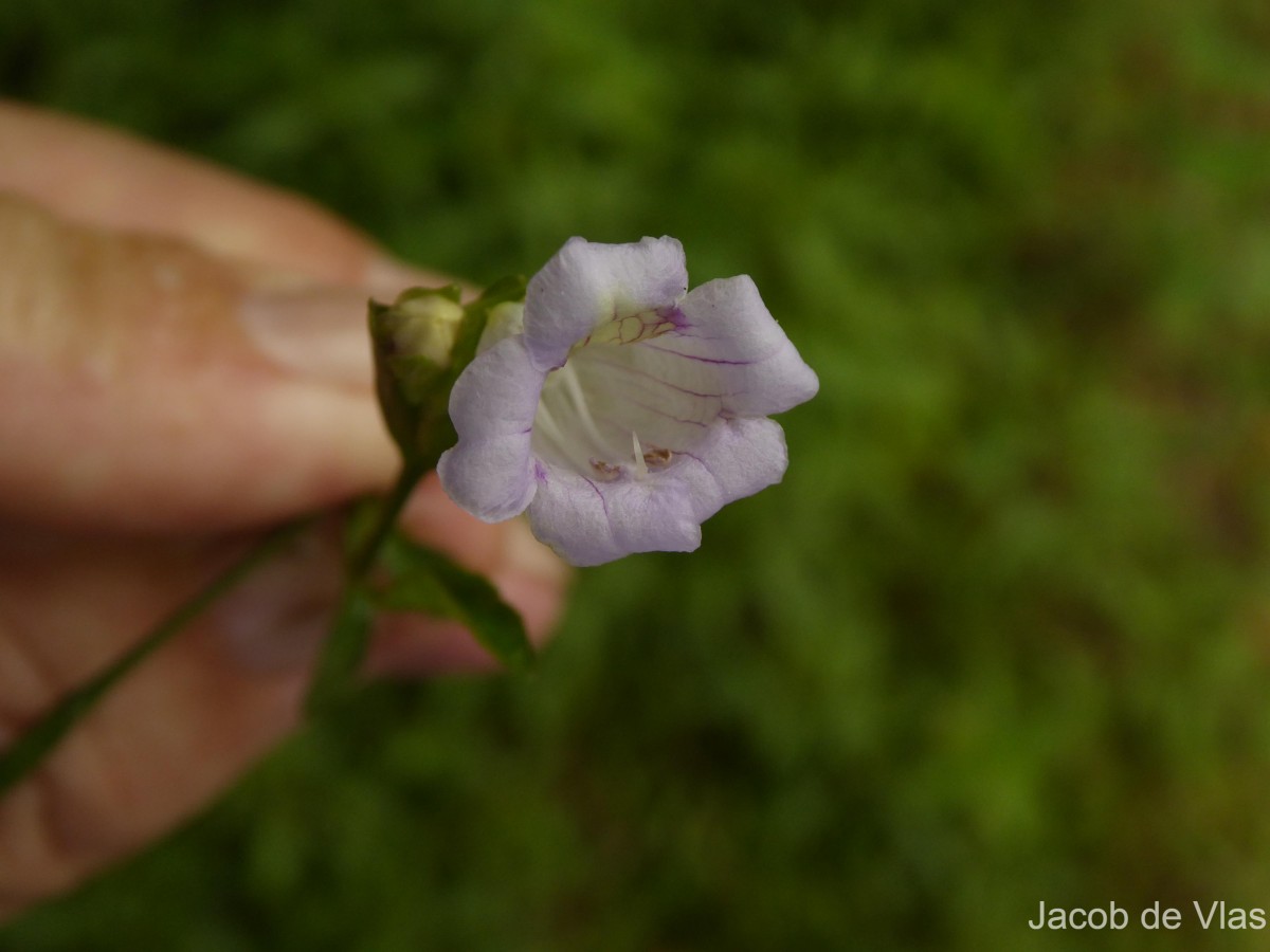 Strobilanthes deflexa T.Anderson